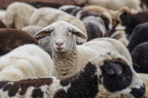 Suju foto sheep